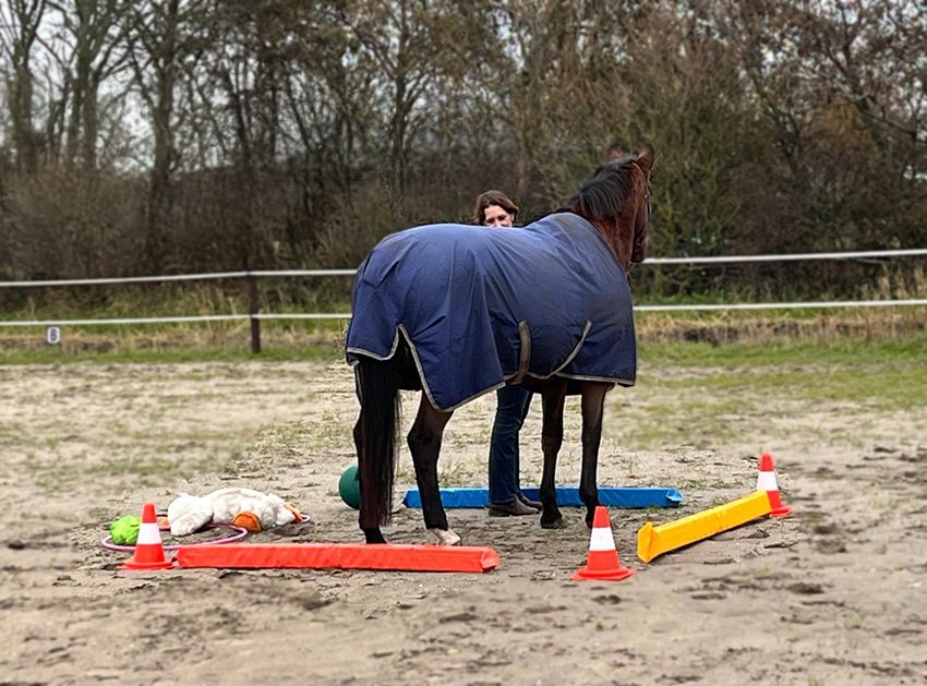 coaching met paarden