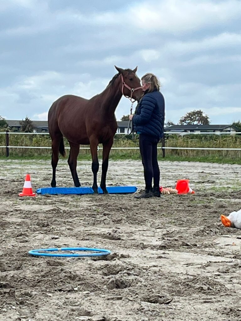 Coaching met paarden